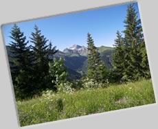 Photo nature